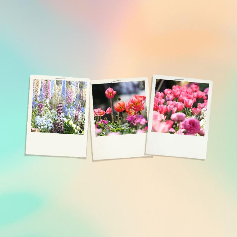 Fukuoka Flower Show Pre-Event
